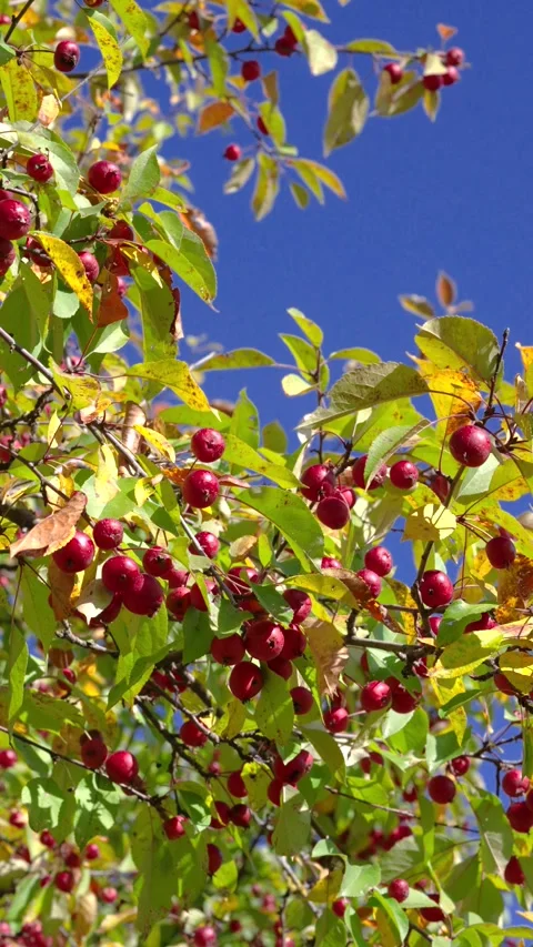 Low-angle orchard canopy of small red apples clustered on sunlit branches agains Stock Footage 345676839