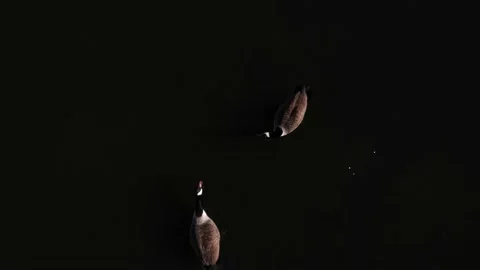 LOW ANGLE OVERHEAD SHOT OF DUCKS IN WATER DRONE VIEW Stock-Footage 150160575
