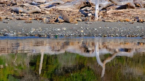 Low angle of pair of mallard ducks swimming upstream in calm glassy river wit Vidéo 108607562