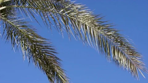 Low-angle palm brunches view against clear sky Stock Footage 86828907