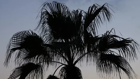 Low Angle Palm Fronds Moving In Breeze At Dusk Stock Footage 326802978