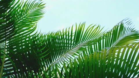 Low angle of palm leaf with blowing wind on sky Stock Footage 151242577