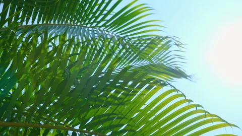 Low angle of palm leaf with blowing wind on sky Stock Footage 151589046