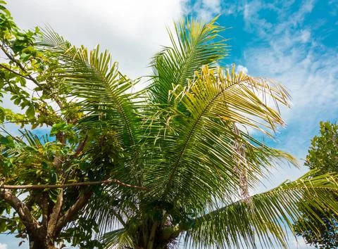Low angle of palm tree and blue sky with selective focus Stock Photos