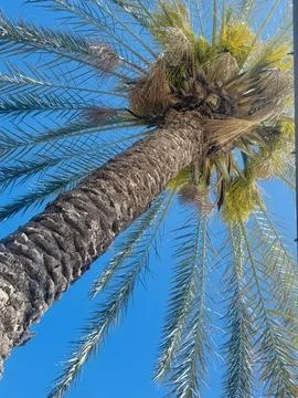 Low Angle Palm Tree With Green Leaves Against Clear Blue Sky. Stock Photos