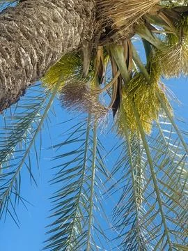 Low Angle Palm Tree With Green Leaves Against Clear Blue Sky Fotos Stock