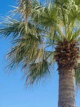 Low Angle Palm Tree With Green Leaves Against Clear Blue Sky. Stock Photos