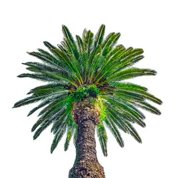 Low Angle Palm Tree Isolated Photo Illustrazione stock