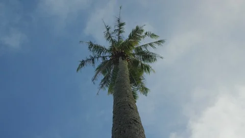 Low Angle Palm Tree Orbit 4k Stock Footage 92809994