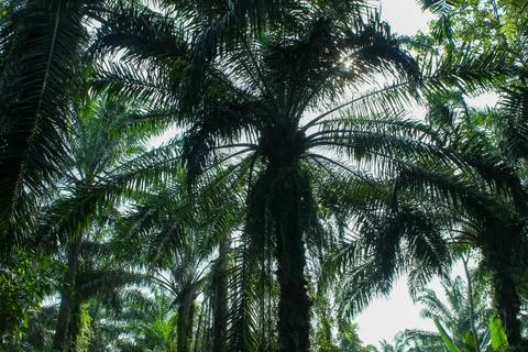 Low angle of palm tree Foto stock