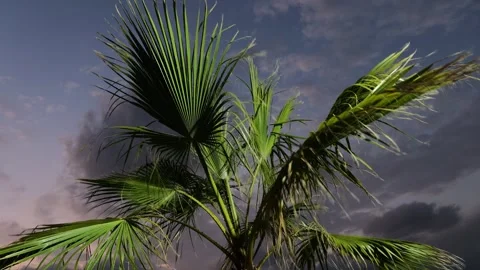 Low Angle Palm Tree Silhouette Against Stormy Sky Stock Footage 326802928