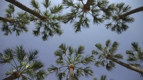 Low angle of palm trees Stock Footage 87145156