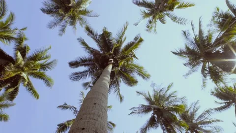 Low angle palm trees at tropical island Stock Footage 233384926