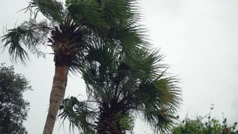 Low angle, palm trees in the wind during Hurricane Michael 2018, Destin, FL, USA Stock Footage 140500875