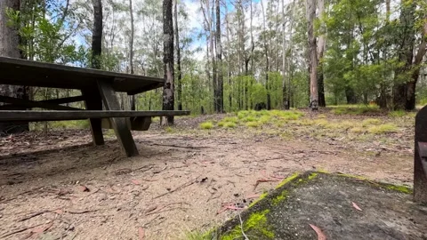 Low Angle Pan Across Campground Picnic Table and Eucalyptus Forest Stock Footage 345021011