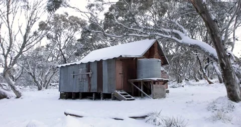 Low Angle Pan Across Snow Covered Snowgums to High Country Wooden Hut Stock Footage 136715744