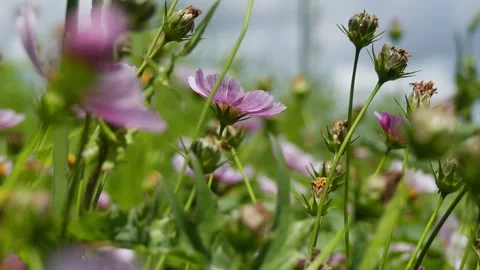 Low angle pan left tracking shot on blooming pink cosmos flowers Stock Footage 335315911
