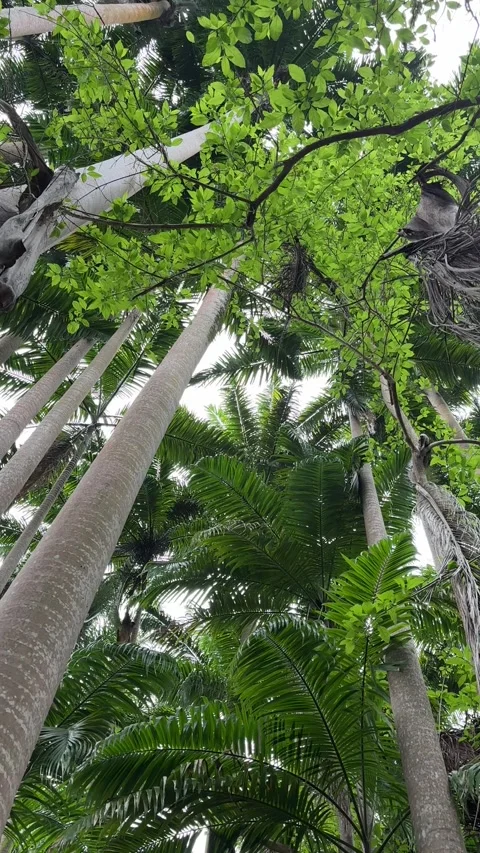 Low Angle Pan Looking Up Through Tropical Palm Canopy Barbados Stockbeeldmateriaal 340211853
