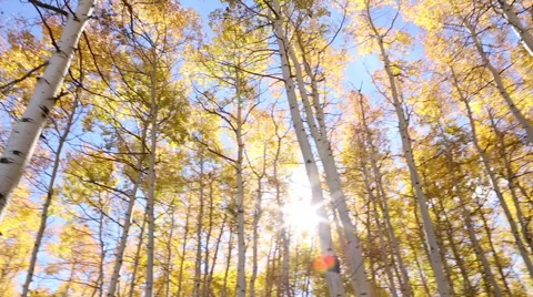 Low angle pan right past the sun flaring through a yellow aspen forest in autumn Stock Footage 68440378