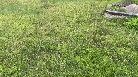 Low Angle Pan Right Shot of Green Grass Lawn with Wildflowers Stock Footage 339166898