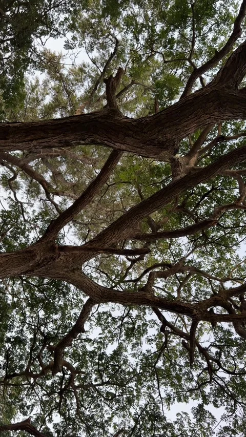 Low Angle Pan Right Shot of Large Tree Canopy and Branches Stock Footage 339665892