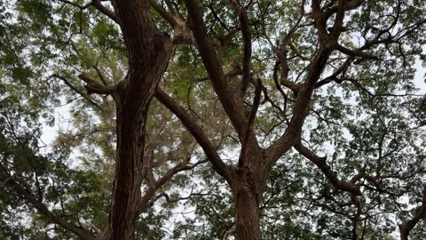 Low Angle Pan Shot of Large Tree Canopy and Interlocking Branches Stock Footage 339665841