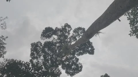 Low Angle Pan Shot of Tall Tropical Forest Trees Stock Footage 345471250