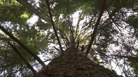 Low angle pan shot of a tall pine tree trunk rotating left towards a sunlit Stock Footage 348706781