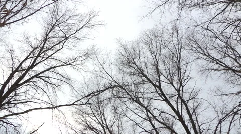 Low Angle Pan Shot of Trees in Forest Stock Footage 47718203