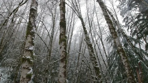 Low Angle Pan shot in wintr forest with snow falling Stock Footage 85290330