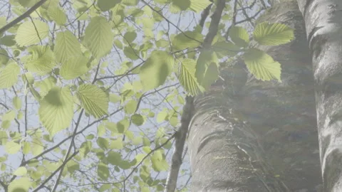 Low angle pan tree branches 動画素材 304424921