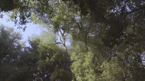 Low angle pan of treetops in a rainforest in Chile with blue sky in background. Vídeos de archivo 248330591