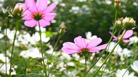 Low angle pan view of multi-color daisy or Cosmos bipinnata Cav in sunny day Stock Footage 144311824