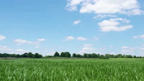 Low angle panning up over crops in field Stock Footage 158357673