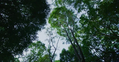 Low Angle Panning Shot of Jungle in Mondulkiri, Cambodia Stock Footage 151129688
