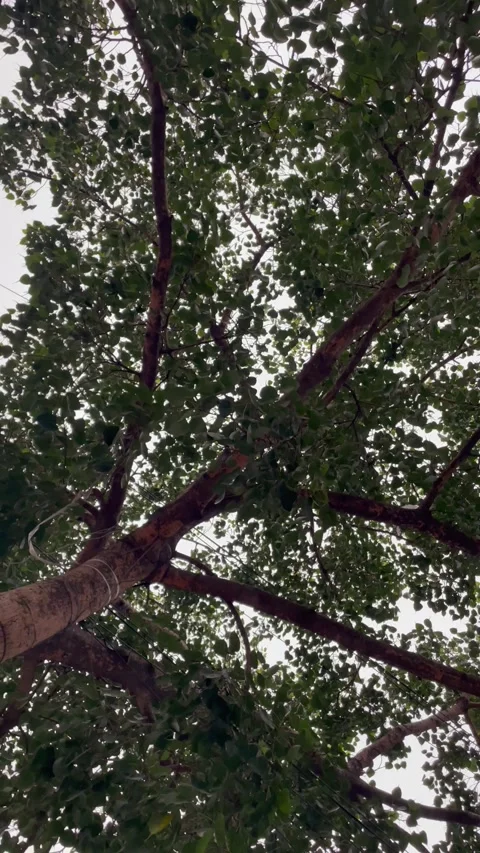 Low Angle Panning Shot of Large Bodhi Tree Branch and Canopy Stock-Footage 345669048
