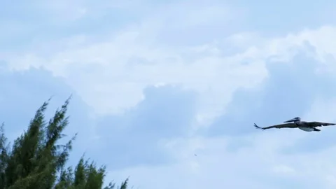Low angle panning shot of pelican flying against cloudy sky - Belize City, Stock Footage