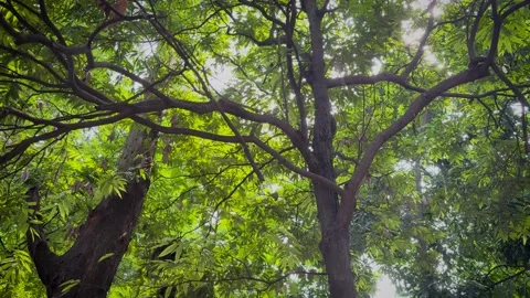 Low angle panning shot of sunbeams shining through the dense green canopy o.. Video stock 337583062