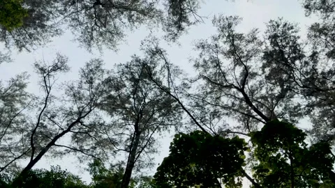 Low angle panning shot of tall forest tree silhouettes against an overcast .. Stock Footage 337583109