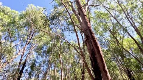 Low angle panning shot through dense eucalyptus forest with bright sunlight.. Stock Footage 333836984