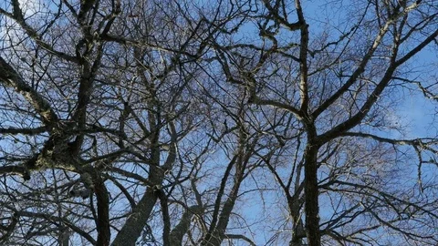 Low angle panorama of tall old linden tree in an autumn Stock-Footage 81656604