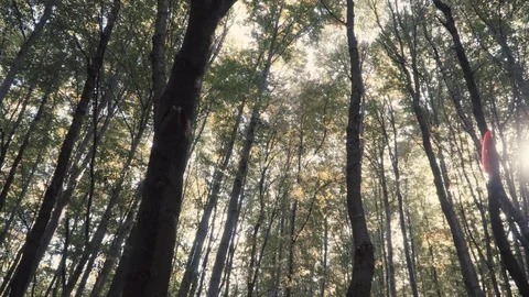 Low angle parallax tracking shot of sun flare shining through tall trees Vídeo Stock 123545950