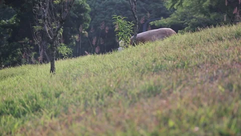Low Angle Park Lawn: Close-up of Green Grass in Public Garden (ProRes 422) Stock-Footage 321199000