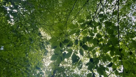 Low angle peaceful forest view with branches in a calming breeze 库存影片 311996331