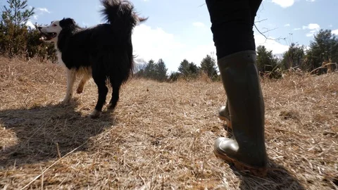 Low angle of person in boots walking on grass with Border Collie Dog 1 Stockbeeldmateriaal 88823176