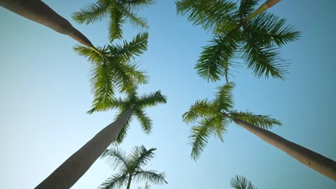 Low angle perspective of a camera moving forward under tall tropical palm trees Stock Footage 345146264