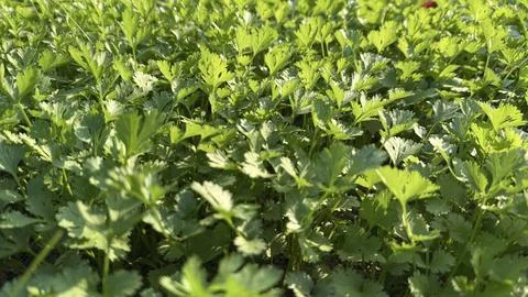 A low angle perspective captures lush green cilantro plants, bathed in bright 库存照片