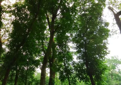 Low angle perspective of dense lush green tree canopy against bright sky Stock Photos