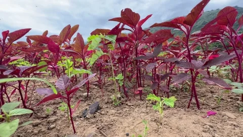 A low angle perspective follows red amaranth rows where tall plants dominate the Stock Footage 327970721