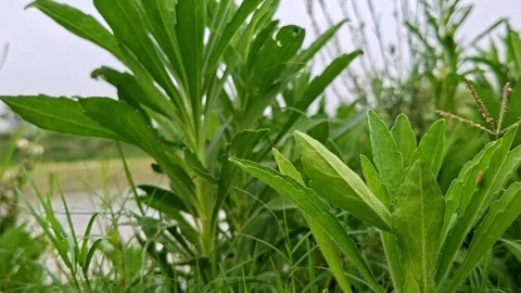 Low Angle Perspective On Green Serrated Foliage Stock-Footage 341544430